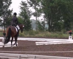 dressage horse Le Bruno (Oldenburg, 2007, from Light and Easy)