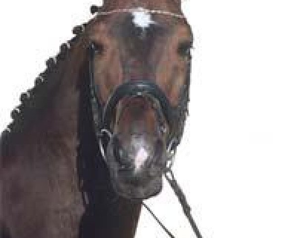 stallion Abakarde (Oldenburg, 1990, from Akzent II)