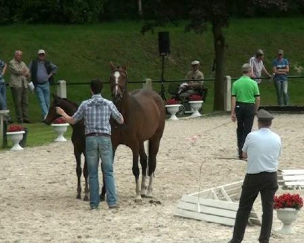 dressage horse Fohlen (unknown, 2012, from Ehrenpreis)