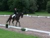 dressage horse Ribery 5 (Rhinelander, 2005, from Rosencharmeur)