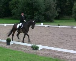 dressage horse Ribery 5 (Rhinelander, 2005, from Rosencharmeur)