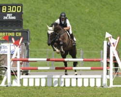 Pferd Condo di San Martino CH (Schweizer Warmblut, 2001, von Calando II)