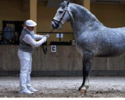 stallion Alger (Schlesier, 2010, from Nefryt)