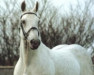 horse Athlet Z (Hanoverian, 1981, from Almé Z)