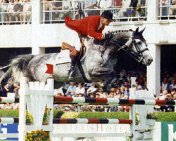 stallion Athletico (Holsteiner, 1988, from Athlet Z)