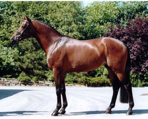 stallion Tanzmeister I (Trakehner, 1993, from Caprimond)