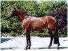 stallion Tanzmeister I (Trakehner, 1993, from Caprimond)