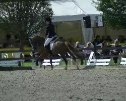 dressage horse Dietrich (German Riding Pony, 2007, from Dressman)