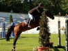 stallion Glenn Alme (KWPN (Royal Dutch Sporthorse), 1994, from Glennridge)