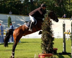 stallion Glenn Alme (KWPN (Royal Dutch Sporthorse), 1994, from Glennridge)