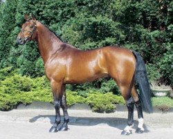 Deckhengst Triomphe de Muze (Belgisches Warmblut, 1996, von Chin Chin)