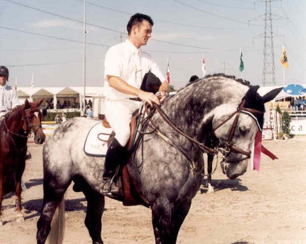 stallion Lord Lennox (Holsteiner, 1991, from Lord)