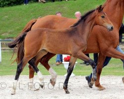 broodmare Cäthe H (Westphalian, 2012, from Cornet Obolensky)