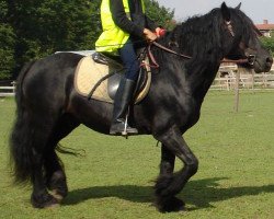 Deckhengst Border Rambler (Fell Pony, 1994, von Lownthwaite Gary)