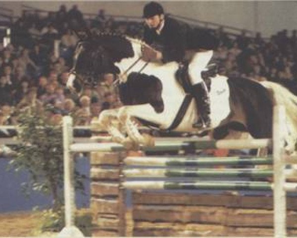 horse Ilasso (Pinto / Hunter, 1988, from Ico)