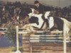 stallion Ilasso (Pinto / Hunter, 1988, from Ico)