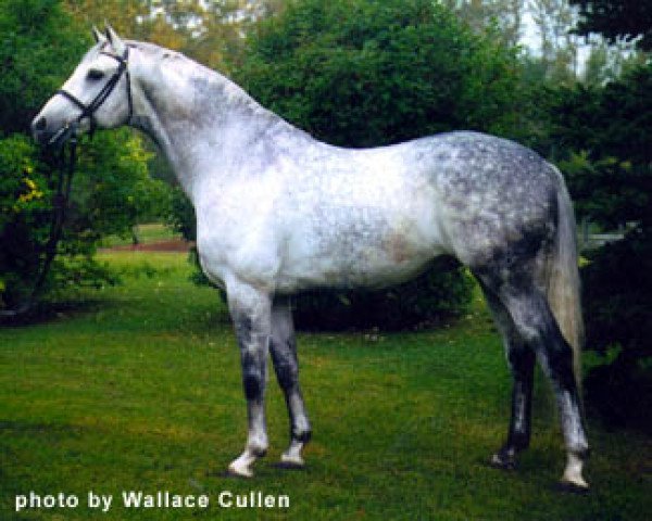 stallion Herzzauber (Trakehner, 1988, from Marduc)