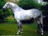 stallion Herzzauber (Trakehner, 1988, from Marduc)