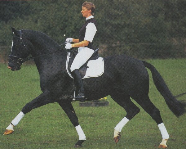 stallion Casaretto (Holsteiner, 1989, from Calypso I)