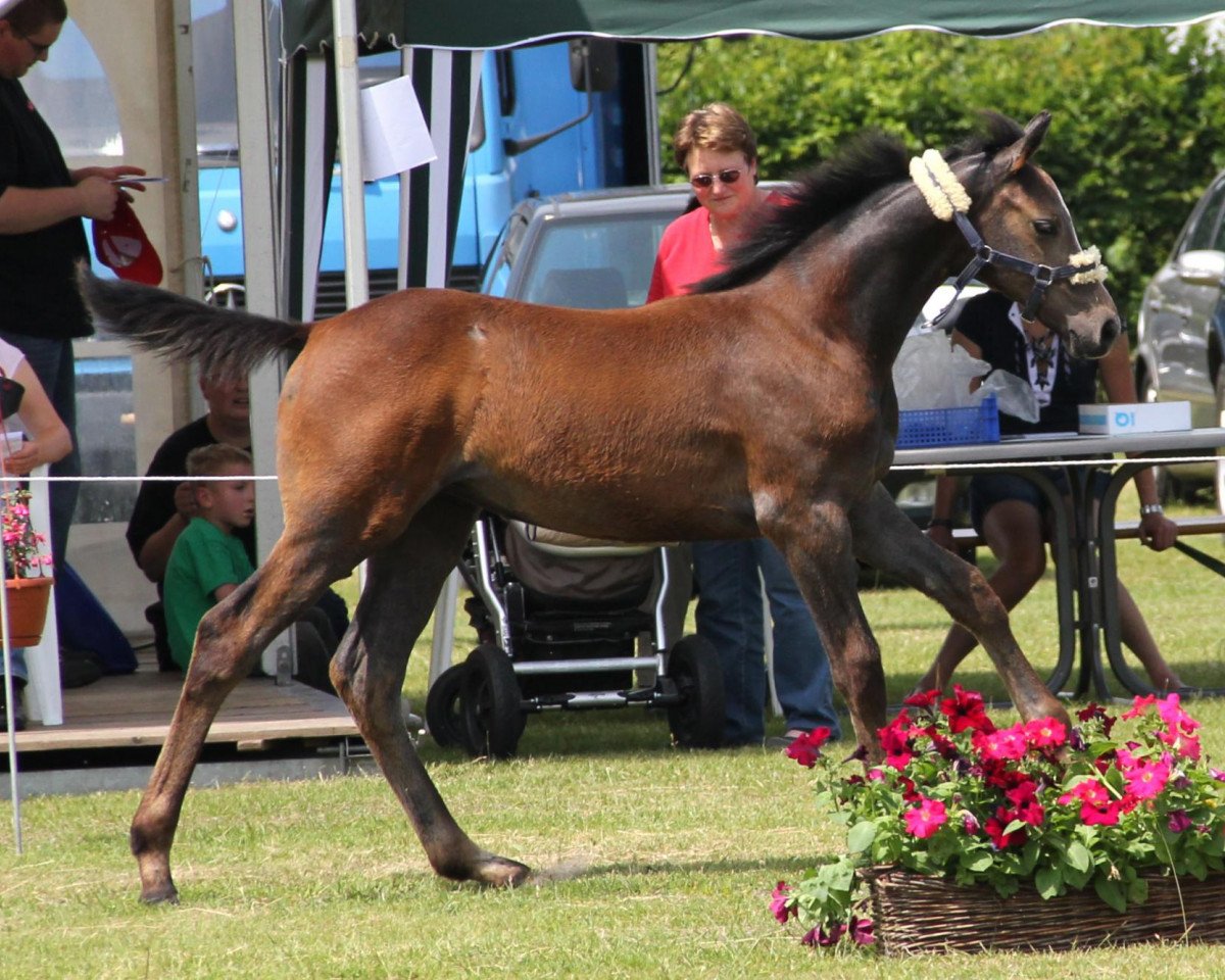 Springpferd Stute von Colman (Westfale, 2012, von Colman)