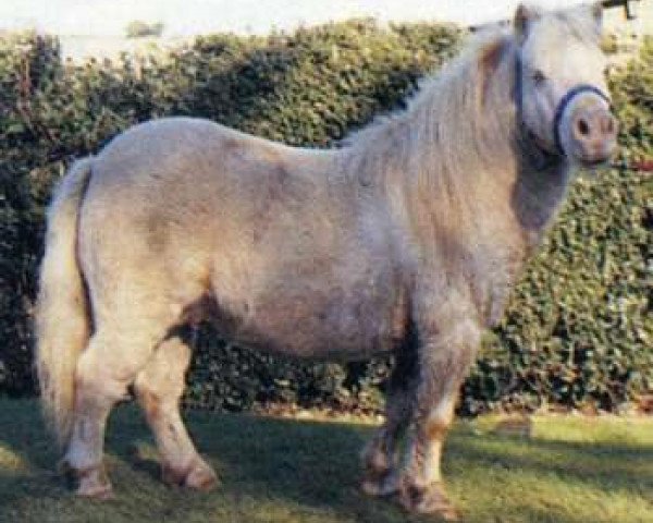 Deckhengst Tyros Storm of Lambridge (Shetland Pony (unter 87 cm), 1981, von Micky of Shergold)