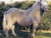 stallion Tyros Storm of Lambridge (Shetland pony (under 87 cm), 1981, from Micky of Shergold)