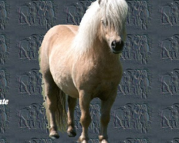Deckhengst Wantsley Barnaby (British Spotted Pony, 1995, von Tyros Storm of Lambridge)