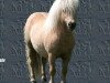 Deckhengst Wantsley Barnaby (British Spotted Pony, 1995, von Tyros Storm of Lambridge)