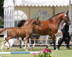 broodmare Liberia M (Westphalian, 2012, from Los Angeles)