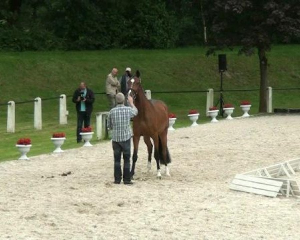 dressage horse Stella G 2 (Westphalian, 2009, from Schumacher)