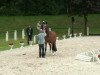 dressage horse Stella G 2 (Westphalian, 2009, from Schumacher)