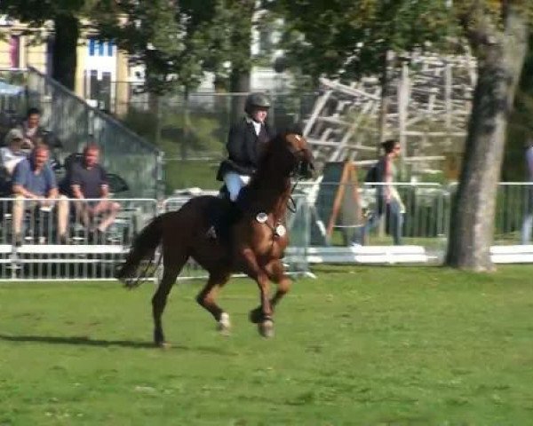 jumper Leo 458 (Hanoverian, 2003, from Landor S)