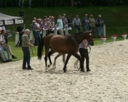 broodmare La Blue (Westphalian, 2012, from Los Angeles)