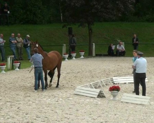 Springpferd Le Mans 23 (Rheinländer, 2012, von Los Angeles)