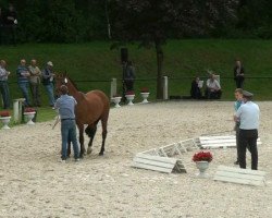 Springpferd Le Mans 23 (Rheinländer, 2012, von Los Angeles)