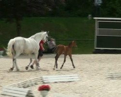 broodmare Fohlen (Westphalian, 2012, from Los Angeles)