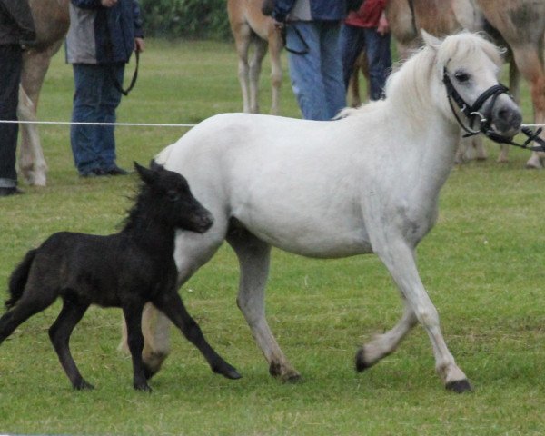 horse Hengst von Wantsley Barnaby (Dt.Part-bred Shetland pony, 2012, from Wantsley Barnaby)