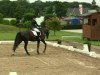 dressage horse Divino 18 (Hanoverian, 2004, from Donautanz)