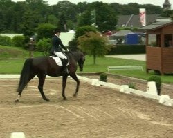 dressage horse Divino 18 (Hanoverian, 2004, from Donautanz)