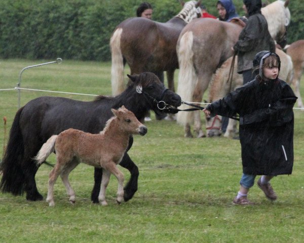 Pferd Stute von Wantsley Barnaby (Dt.Part-bred Shetland Pony, 2012, von Wantsley Barnaby)