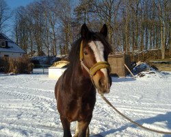 horse Holsteins Highlander (Welsh-Cob (Sek. D), 2008, from H-S Hot Playboy)