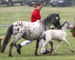 Pferd Hengst von Fürstentanz (Welsh Partbred, 2012, von Fuerstentanz)