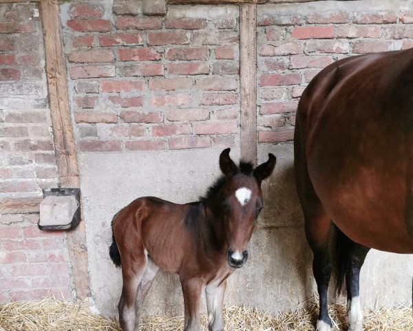 dressage horse Thunderstruck H (Westphalian, 2022, from Thiago Gs OLD)