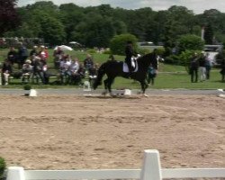 dressage horse Don Lucca (Oldenburg, 1999, from De Niro)