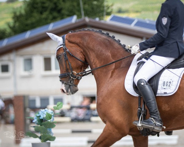 dressage horse Franziskaner 14 (Rhinelander, 2015, from Florenciano 6)