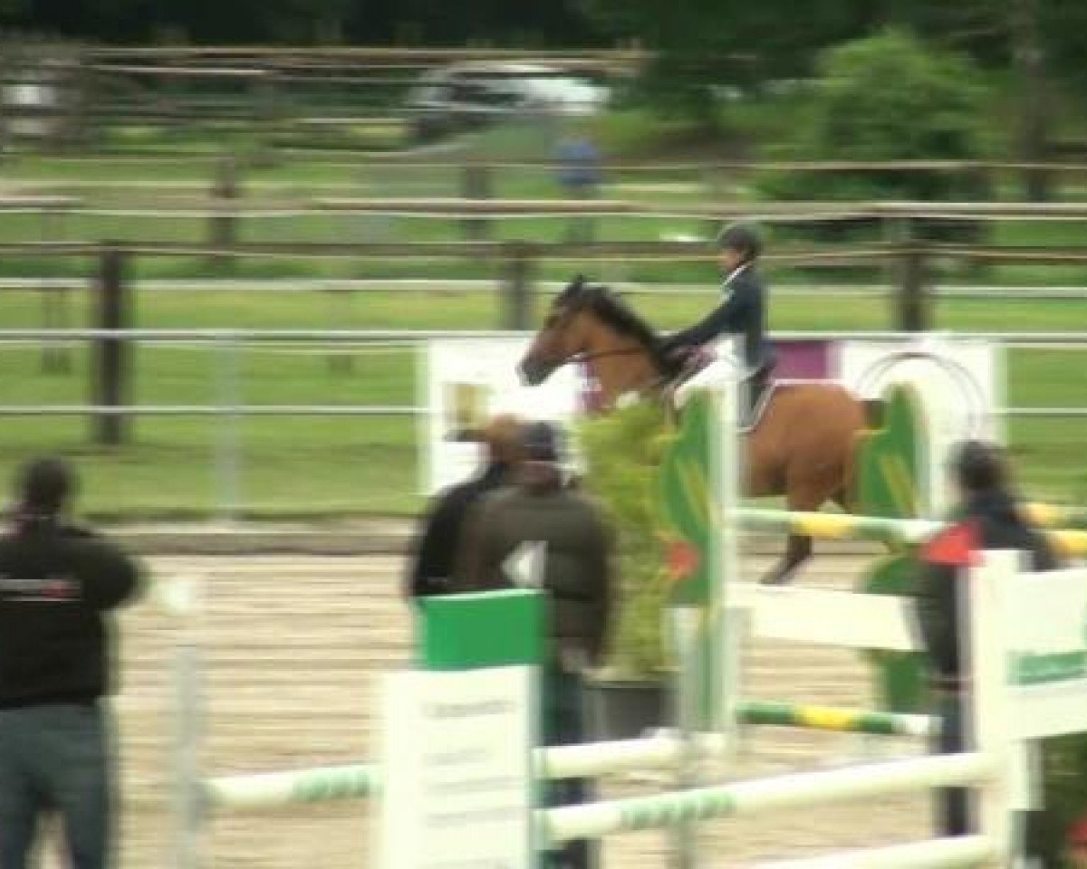 Springpferd Karwin 2 (New-Forest-Pony, 1999, von Kantje's Ronaldo)