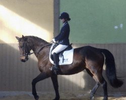 jumper Lillifee 53 (Oldenburg show jumper, 2005, from Landor S)