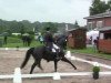 dressage horse Lea (Rhinelander, 2002, from Lebenskünstler)