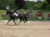 dressage horse Diamond Boy 8 (Rhinelander, 2001, from Diamond Hit)