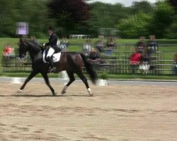 dressage horse Diamond Boy 8 (Rhinelander, 2001, from Diamond Hit)